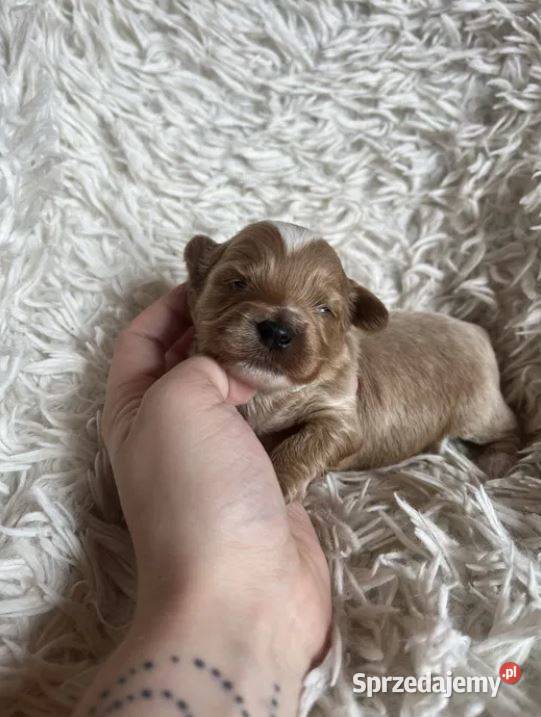Wyjątkowy piesek cockapoo f1b mama cockapoo tata Busko-Zdrój