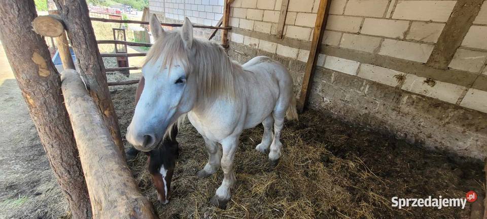 Konie klacze źrebaki Wygoda
