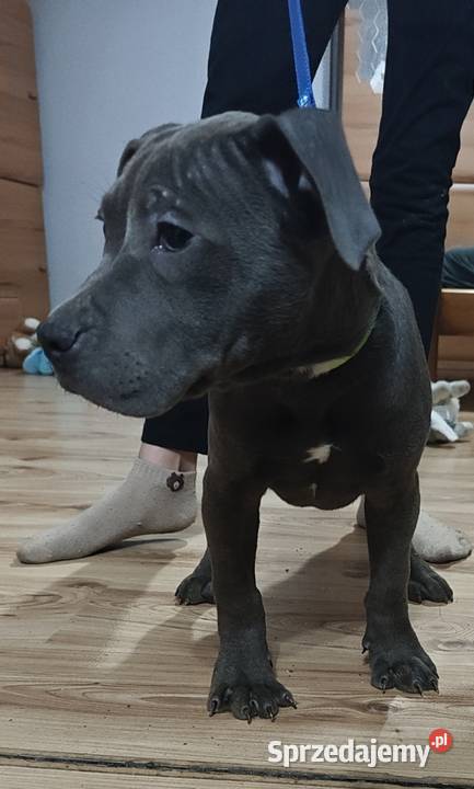 Suka amstaff gotowa do odbioru Radomsko