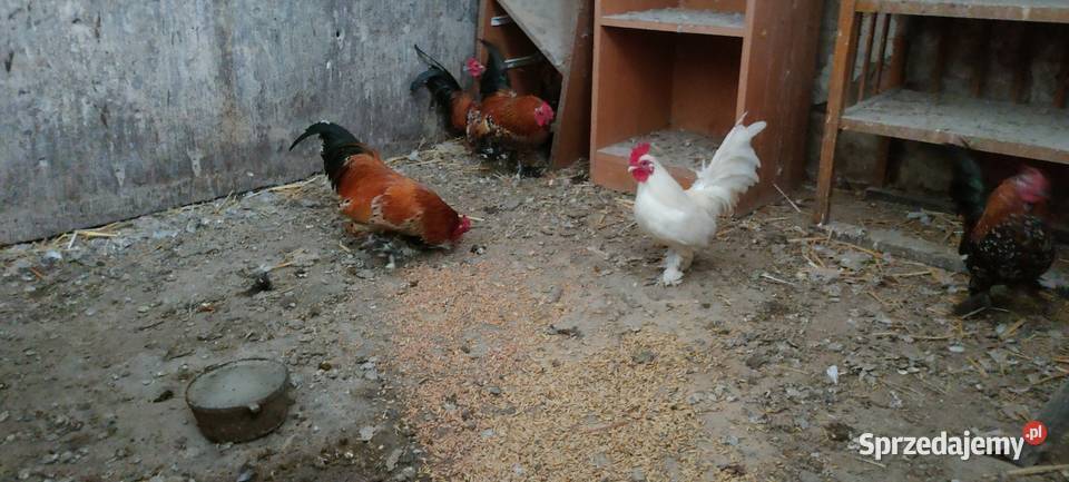 Sprzedam koguty liliputy Tokarówka sprzedam