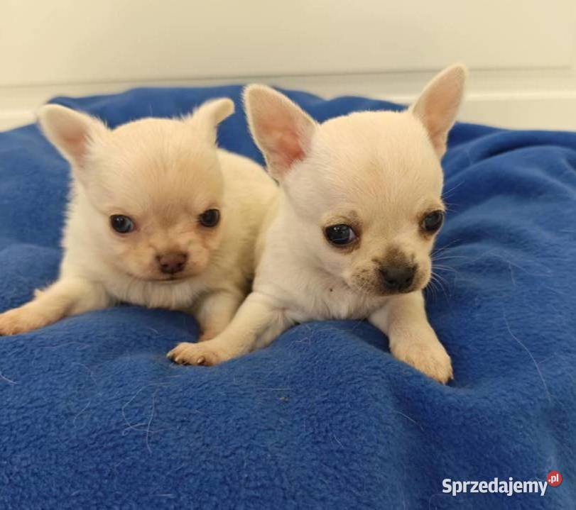 Chihuahua szczenięta super pies mini prawdziwy Radom