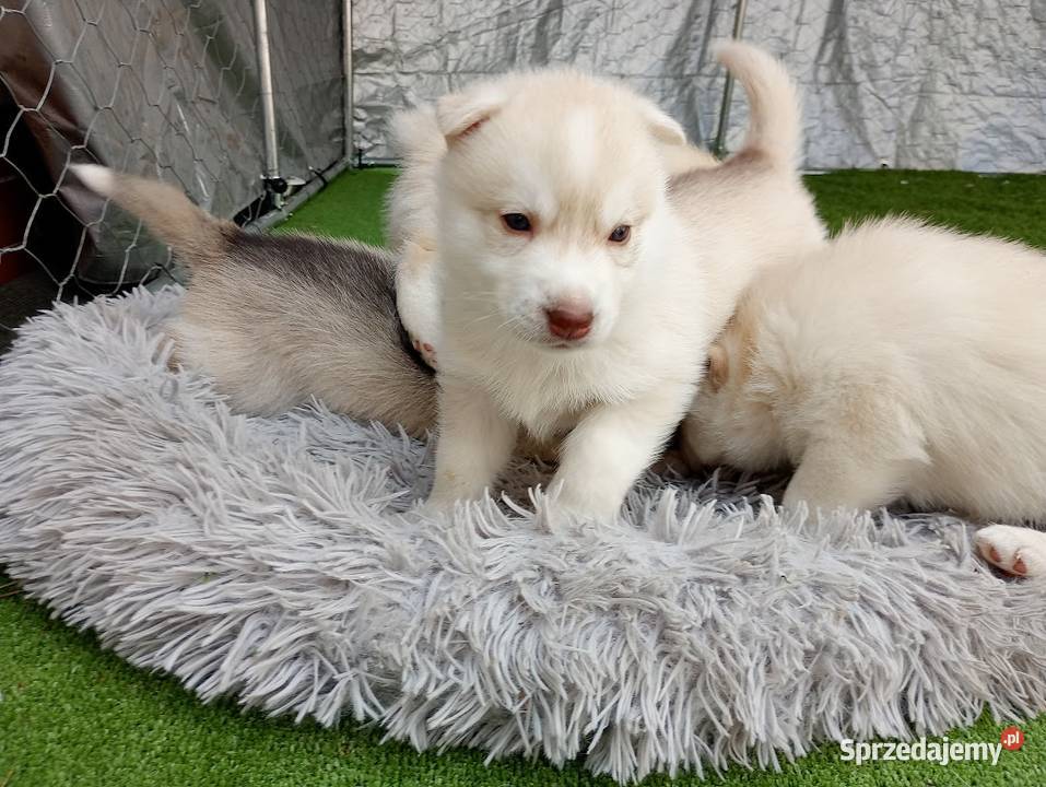 Siberian husky girl Racibórz