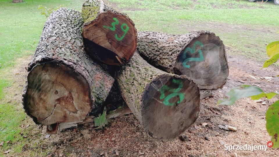 Drzewo Orzecha KlockiKłody Przeworsk