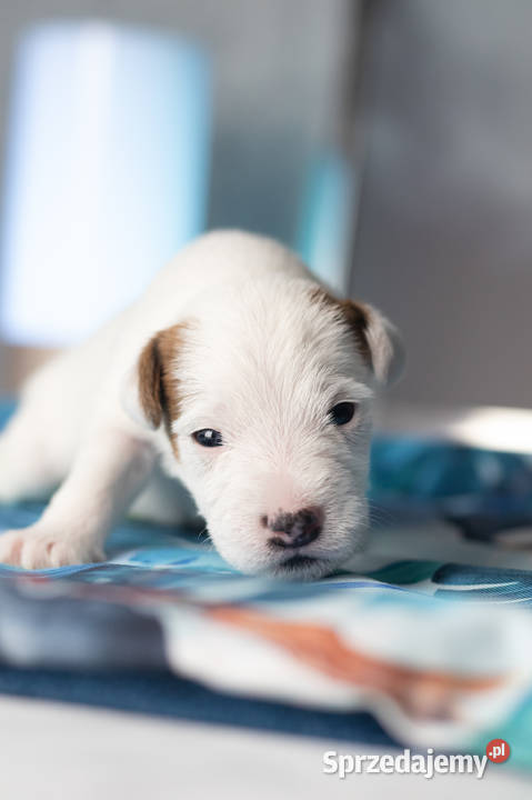 Szczenięta Parson Russell Terrier mazowieckie Warszawa sprzedam
