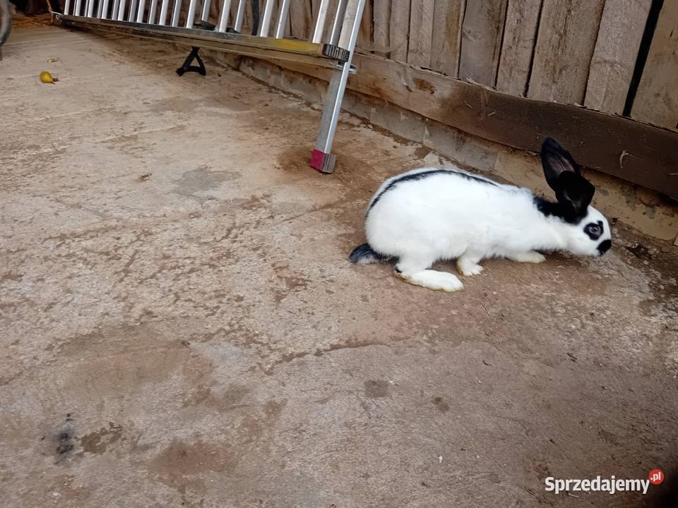 Sprzedam króliki samcei camice dolnośląskie Grudno