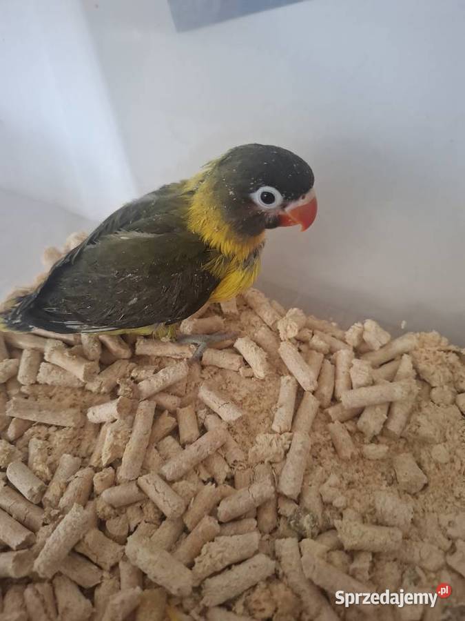 Nierozłączki czarnogłówki papugi ręcznie Gostyń