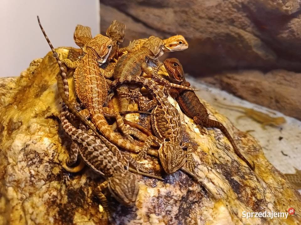 Agama brodata Jawor