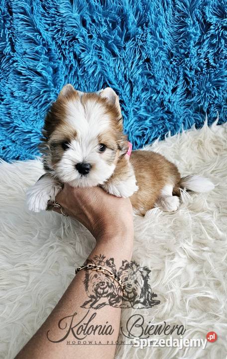 Yorkshire terrier piesek PASZPORT Sędziejowice