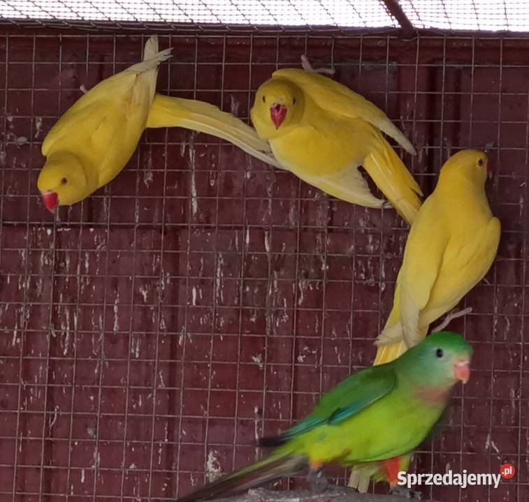 Aleksandretty obrożne z 2025 Tarnowiec sprzedam