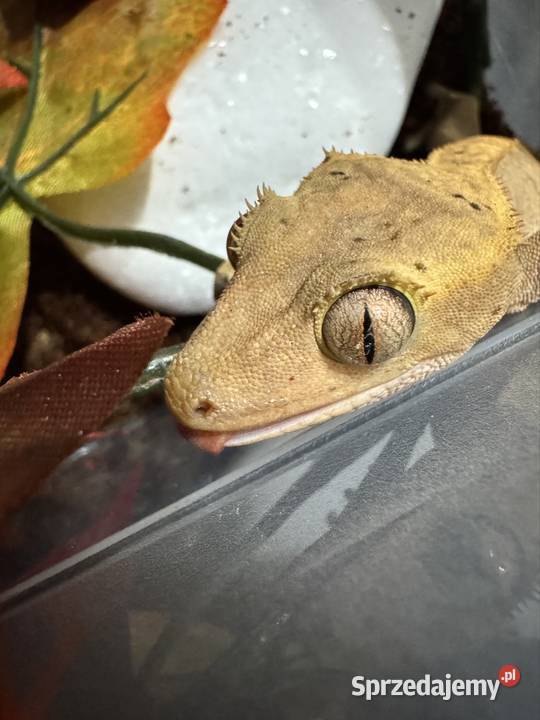 Gekon orzęsiony samiczka Jastrzębie-Zdrój sprzedam