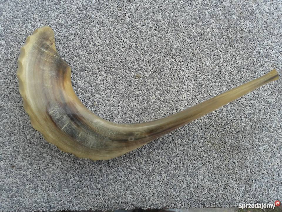 Szofar róg Ram Skierbieszów