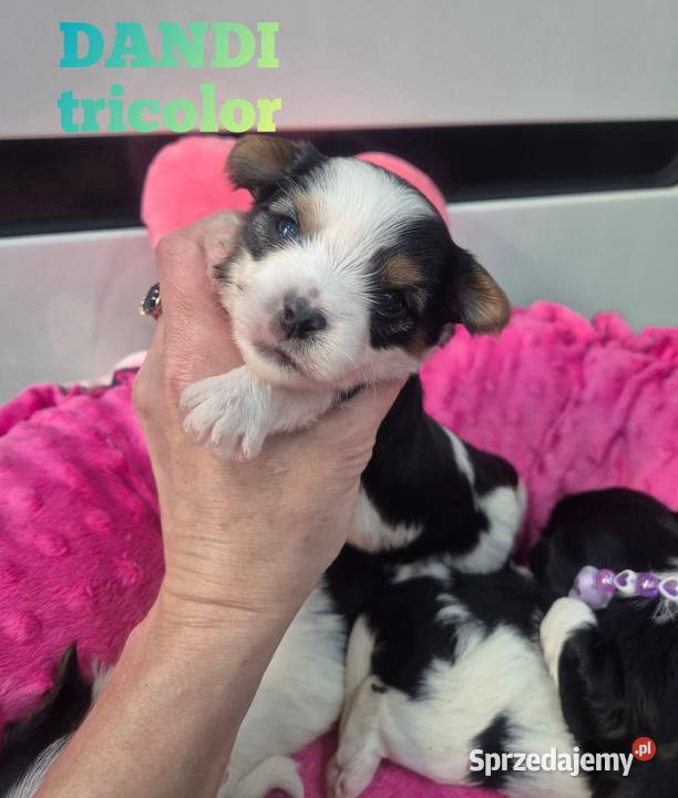 Piesek yorkshire terrier biewer tricolor York Łódź