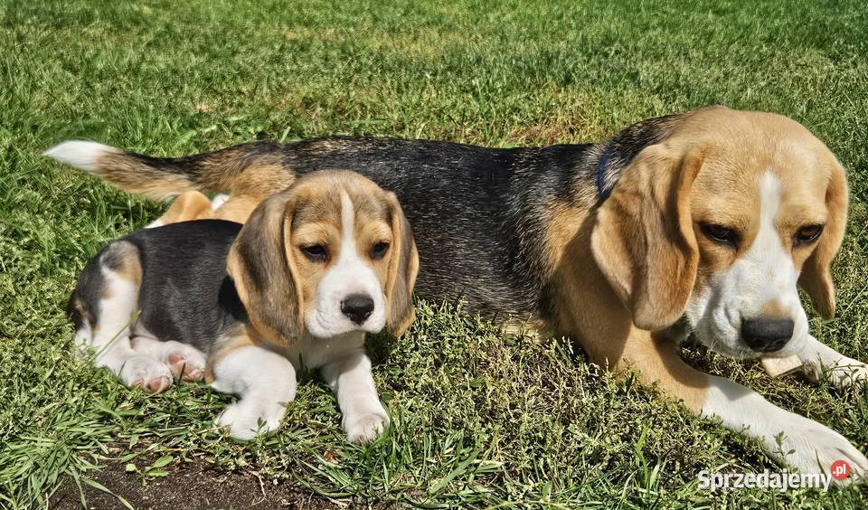 Beagle cudowne szczenięta championie Mińsk Mazowiecki