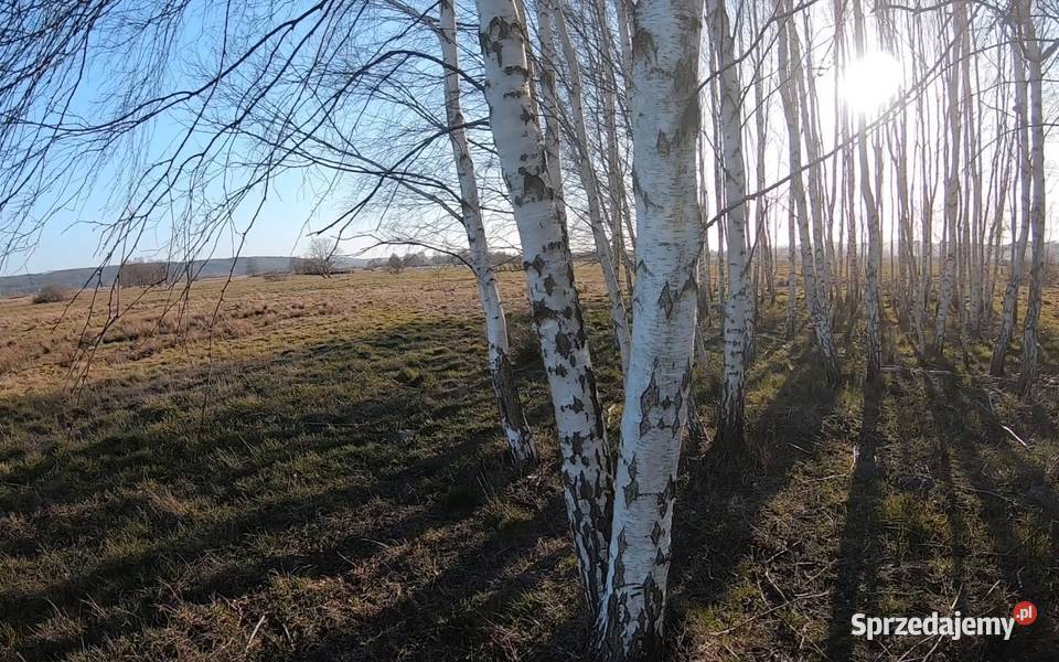 Sok z brzozy pobierany na bieżąco Pozostałe