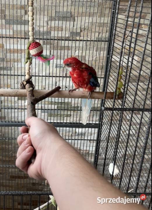 Rozella białolica śląskie Rybnik sprzedam