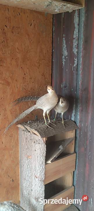 Bażanty bananowe Słopnice