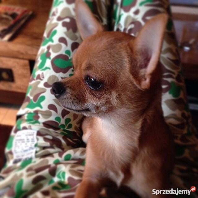 Spodnie plny lala camouthlage warszawska lala Odzież damska Warszawa sprzedam