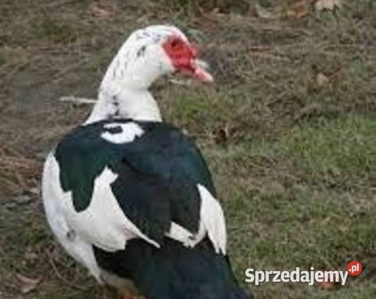 Mlode kaczki Siemiatycze