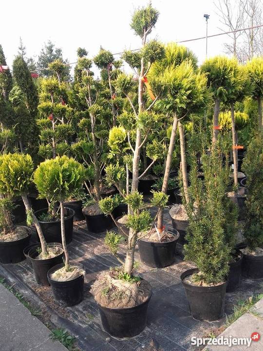 Drzewko BONSAI 160200 PRODUCENT Rydzyny