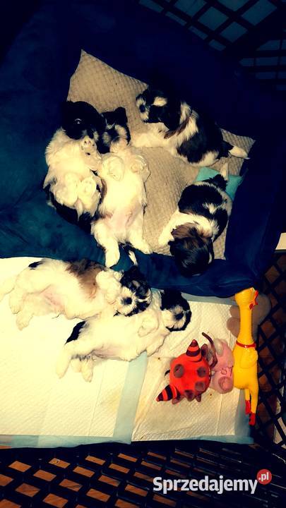 Szczenięta Shihtzu Shih Tzu Chojna