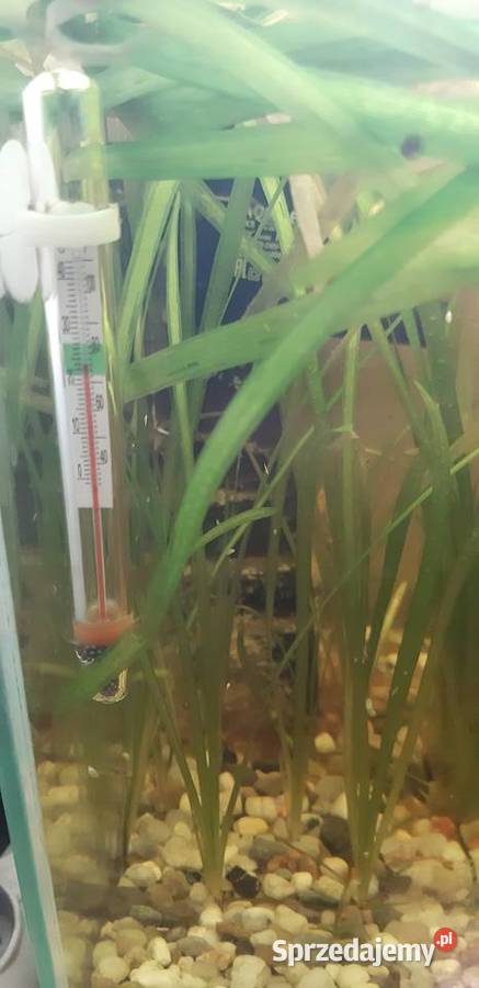 Akwarium firmy Aquael 20l z życiem Lublin