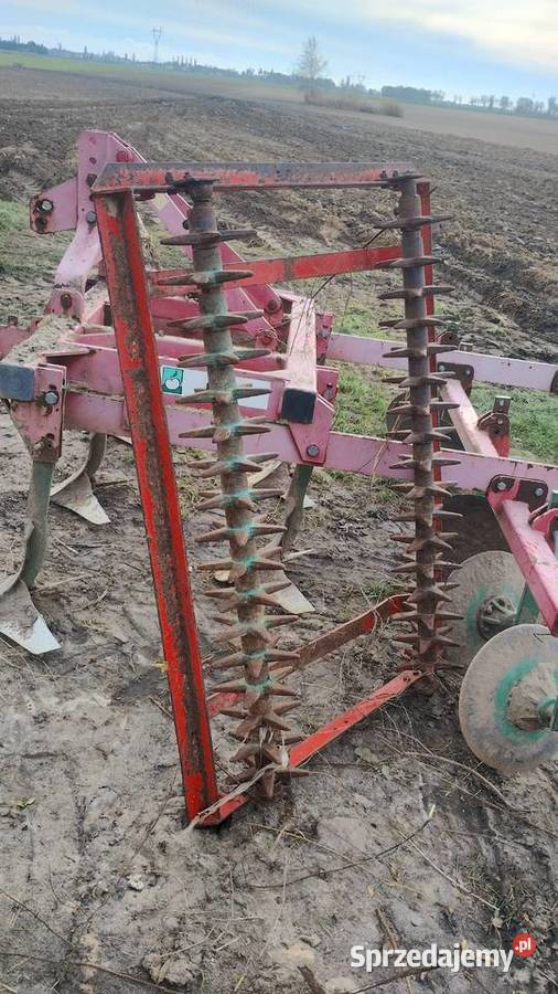 Kolczatka nieuszkodzony Sierzchowo