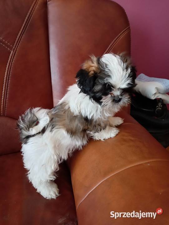 Piękna sunia z rodowodem Shih Tzu Połaniec