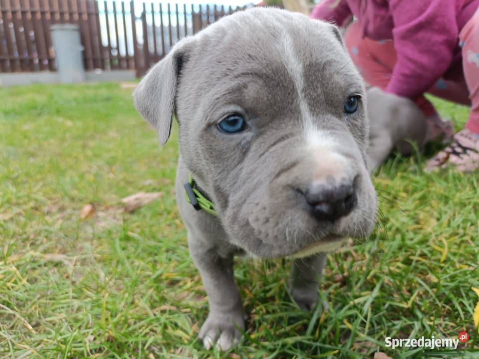 American Pitbull Terrier Żupawa