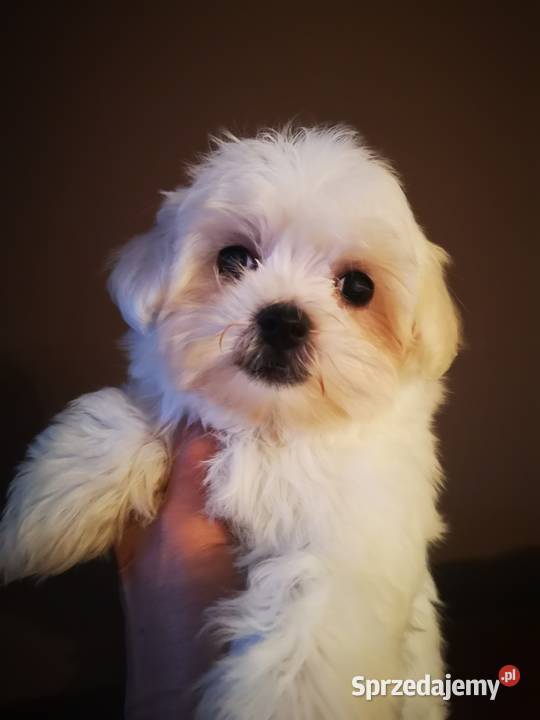 Maltanczyk Piękne Bialutkie Szczeniaczki Szczecinek