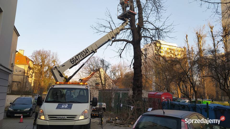 Wycinka pielęgnacja drzew ściąganie jemioły Wrocław