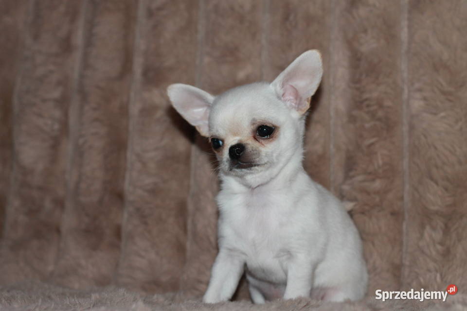 Chihuahua ZKwP FCI prawdziwy rodowód