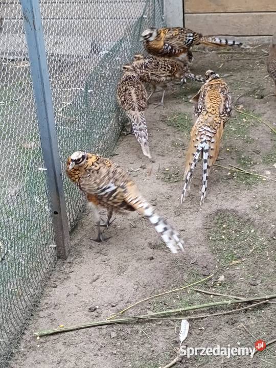 Bażanty królewskie Ostrów Wielkopolski