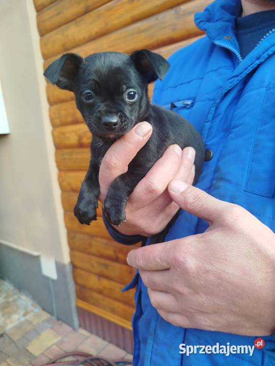 Chichuahua piesek Chihuahua mazowieckie Nowy Dwór Mazowiecki