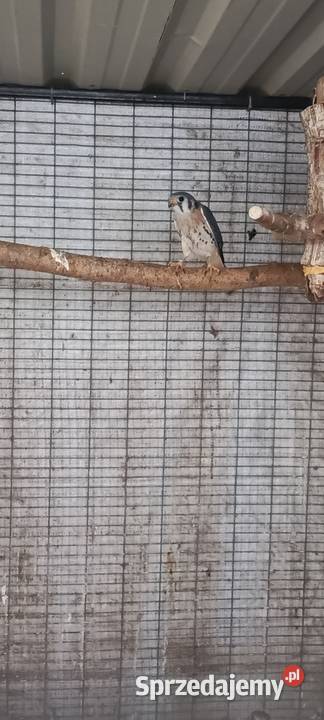 Pustułka amerykańska samiec Ptaki Jastrzębie-Zdrój