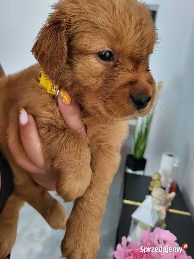 Golden retriever gotowe na nowy domek Poręba