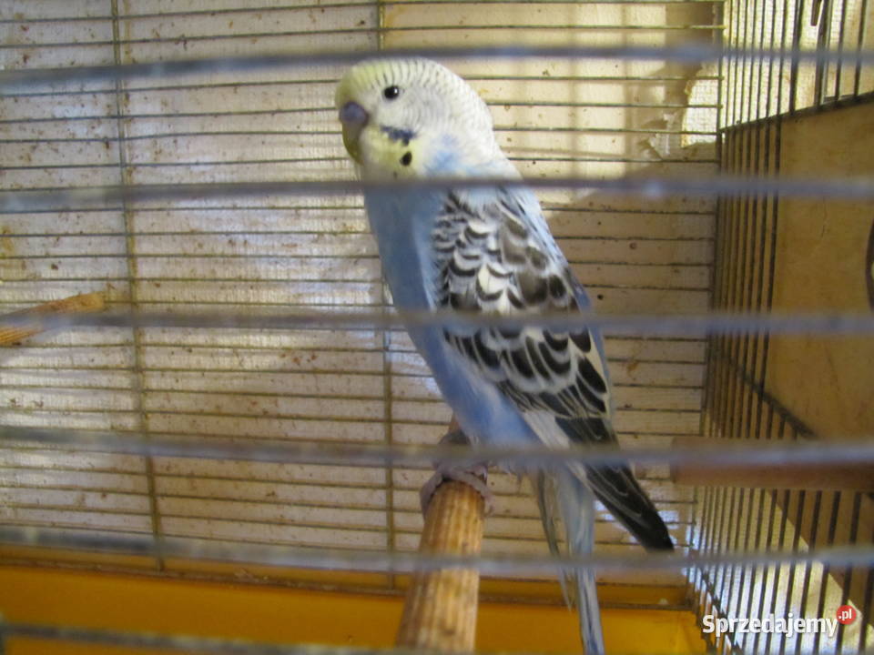 Papużki faliste Toruń