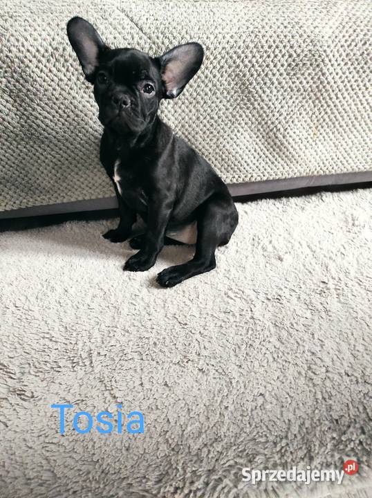 Buldog francuski szczenię suczka Tosia Łódź sprzedam