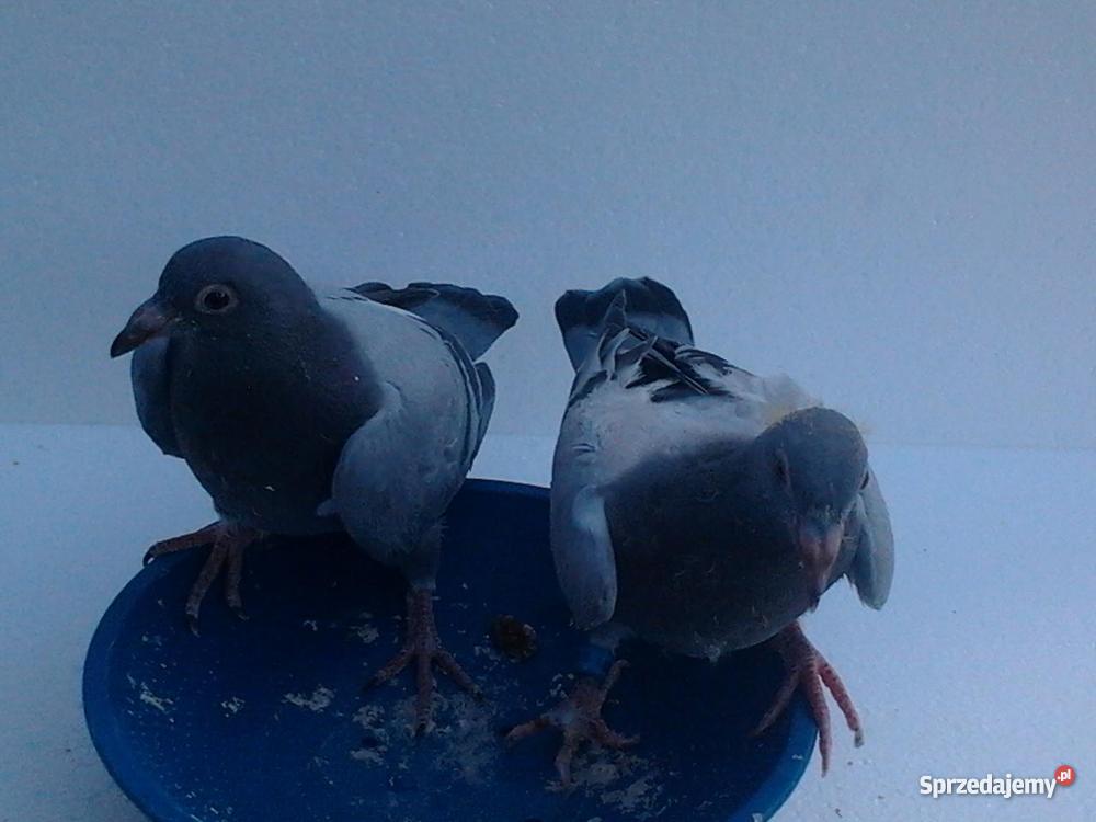 młode gołębie pocztowe Czarnków