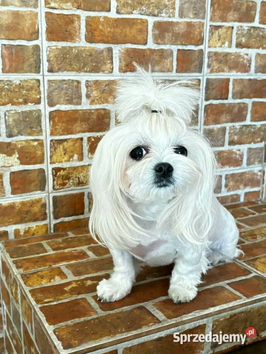 Maltańczyk FCI Rezerwacja