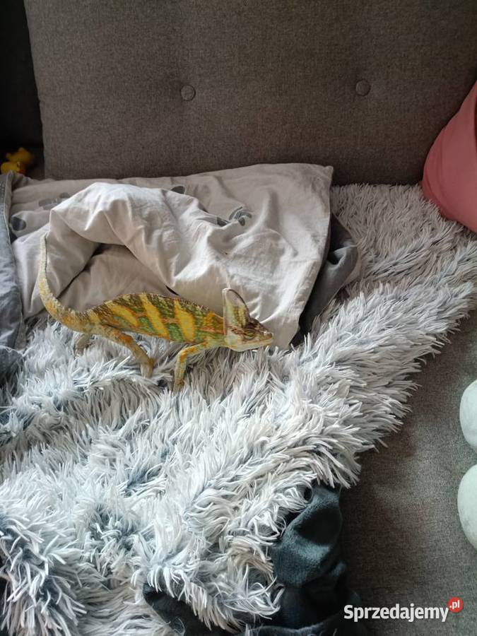 Kameleon jemeński samiec opolskie