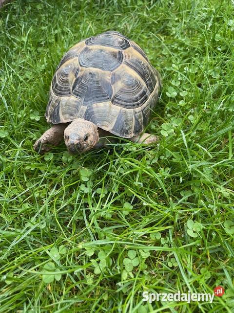 SPRZEDAM ŻÓŁWIA LĄDOWEGO