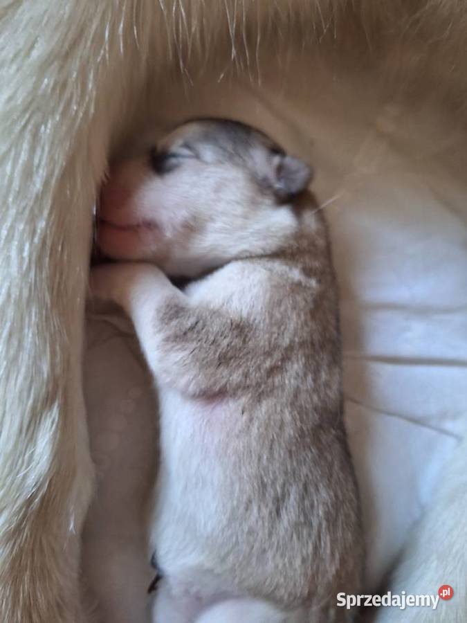Alaskan Malamute FCI ZKwP Wieliczka