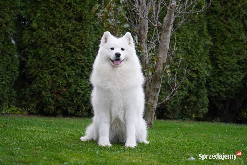 Samoyed Szczeniaczki MIOT ZIMA 2023 FCI ZKwP Psy Grywałd