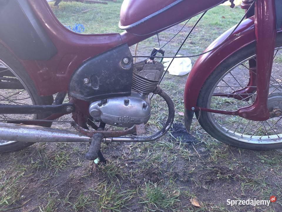 Komar pomorskie Bobowo