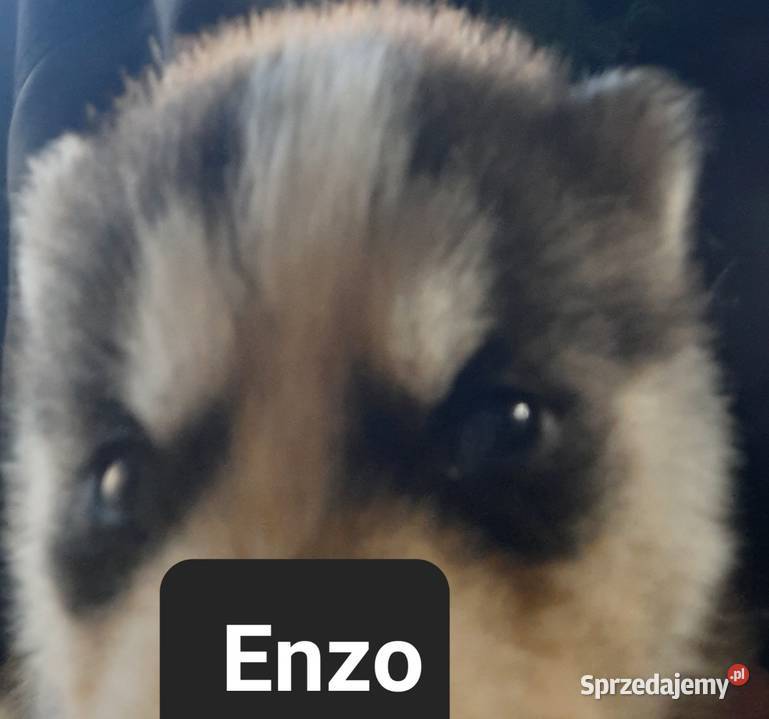 Zapowiedz miotu Husky Reda