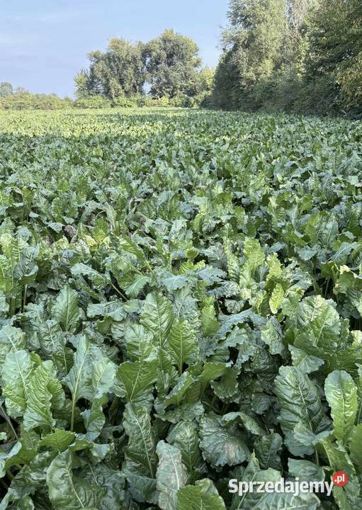 Buraki cukrowe Wólka Pełkińska