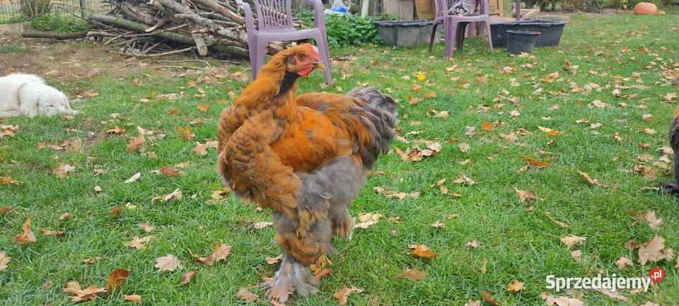 Kury kochiny olbrzymie Tokarówka