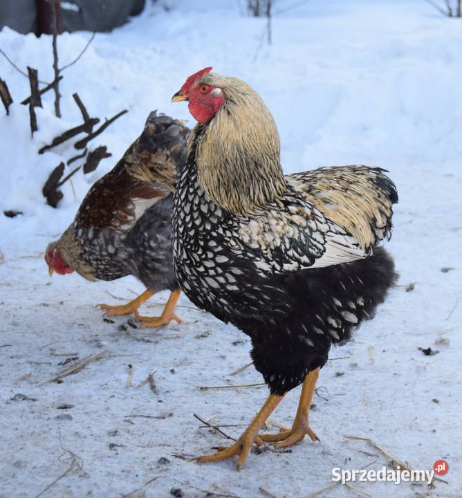 Koguty Wyandotte Łochów