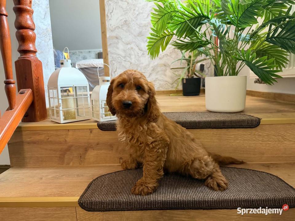 Cockapoo hybryda F1