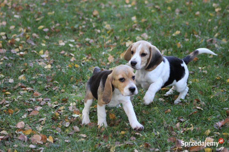 Beagle Panny do wzięcia ZKwPFCI Champione Polski Aleksandria